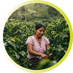 Sistemas alimentarios